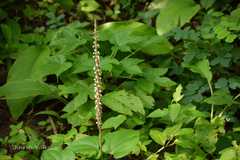 Peristylus plantagineus